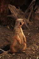 meerkat stands looking aside