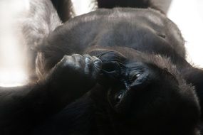 relaxing gorilla