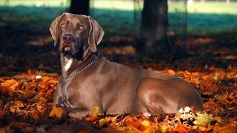 weimaraner among colorful autumn leaves