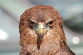 Eagle Raptor Bird Beak Eyes portrait