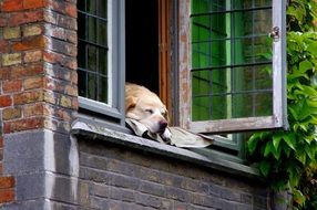 dog is sleeping on the window