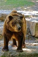 Brown bear in the wildlife park