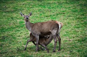 Fallow deers in the wildlife park