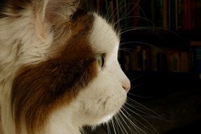 fluffy domestic cat red and white color