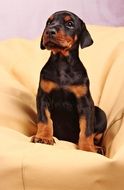 portrait of a doberman puppy