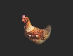 farm chicken on the black background