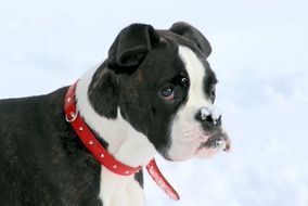 portrait of a boxer puppy dog