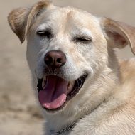 happy dog on the beach