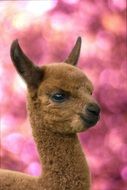 alpaca on a pink background