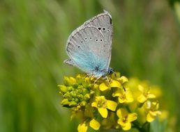 Butterfly Glaucopsyche