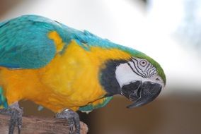 colorful tropical parrot close up on blurred background