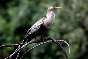 tropical bird on a dry branch close up