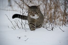 tabby cat on the street in winter