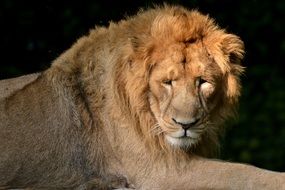 red lion on a dark background