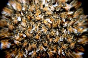 Bees Swarm
