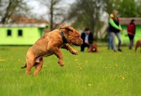 Mastiff dog playing on green grass