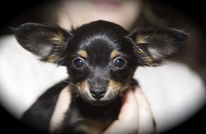 Toy Breeding Joeberger