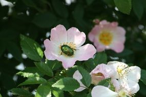 Aurata Flower