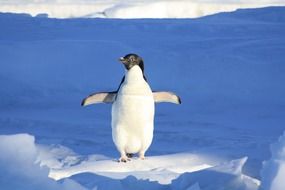 fluffy penguin on an ice floe