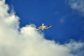 seagull in flight in the sky with white clouds