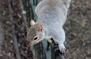 gray squirrel in the wild