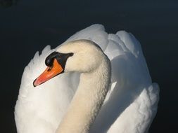 magnificent beautiful white swan with a red beak