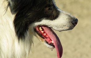 black and white border collie with red tongue sticking out