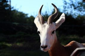 Dama Gazelle