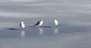 seagulls on the winter frozen lake
