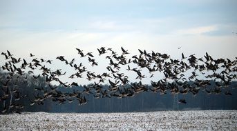 flock of flying wild geese