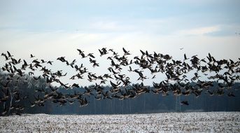 flock of flying wild geese