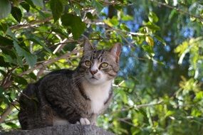 mackerel Cat Sitting among green branches