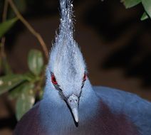 blue dove with a crown