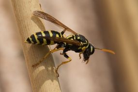 closeup of a wasp in wildlife