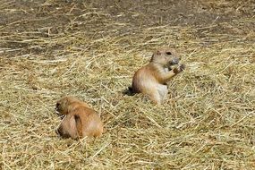 prairie dogs on dry grass