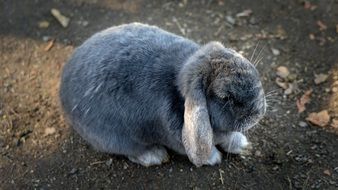 cute grey bunny
