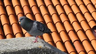 gray dove on a tiled roof