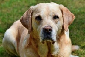 portrait of a resting labrador