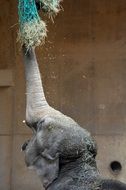 elephant with a raised trunk