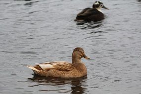 two Ducks on dark water