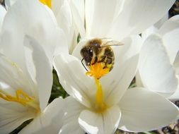 Bee on a flower in spring