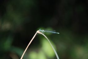 dragonfly on the stem of a plant