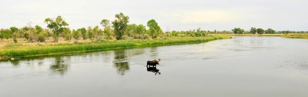 wild moose is swimming in the river