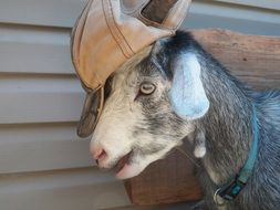 goat in baseball cap