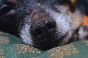 closeup photo of Chihuahua dog's nose