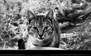 black and white photo of a cat