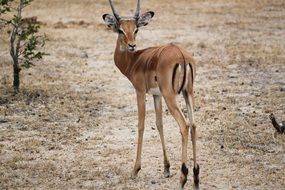 graceful gazelle in africa