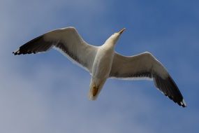 Seagull in the sky over the sea