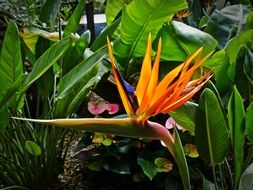 strelitzia flower