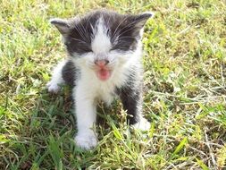 yawning kitty
